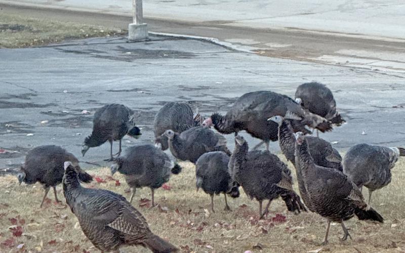 A group of turkeys, called a rafter, has been spotted in the neighborhood around West 7th St. in Webster ahead of the recent snow. Here, a baker’s dozen of mostly hen birds gather in Bob and Darlene Dosch’s yard Nov. 19. The birds seemed unconcerned about the upcoming holiday gathering which normally features their kind as a meal centerpiece. Reporter &amp;amp; Farmer | Subscriber snapshot