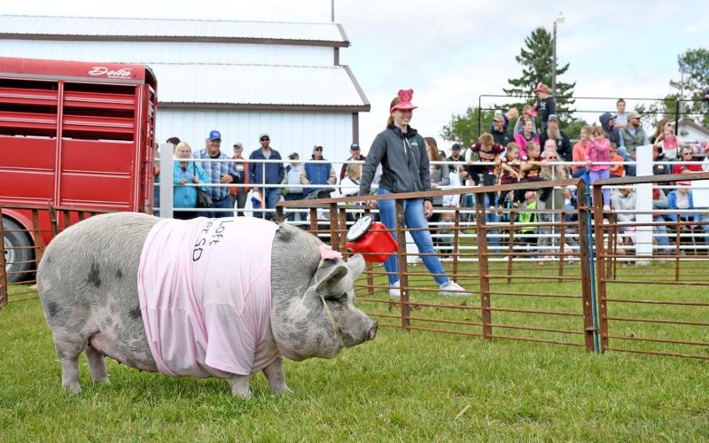 While two other hogs were “on the lam,” a pig named Penelope just chills out on the race track Sept. 6 during Harvest Fest, the first annual held at the Day County Fairgrounds. Two pigs decided to take a romp around town when they fled the race track and the races were delayed by a few minutes until they could be returned to the track so the race could resume. Penelope ultimately won the race. Reporter &amp;amp; Farmer | Amanda Dulitz