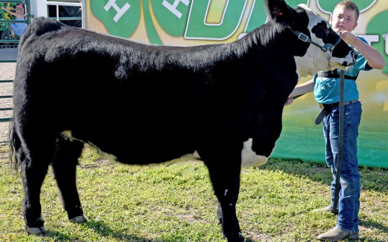 Isaac Ogren poses with his grand champion breeding heifer during the Day County Fair Aug. 9. Reporter &amp;amp; Farmer | Amanda Dulitz