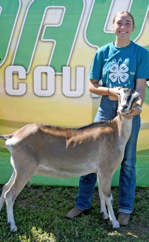 Macee McGregor took home a grand champion title for dairy goat during the 4-H show at the Day County Fair Aug. 9. Reporter &amp; Farmer | Amanda Dulitz