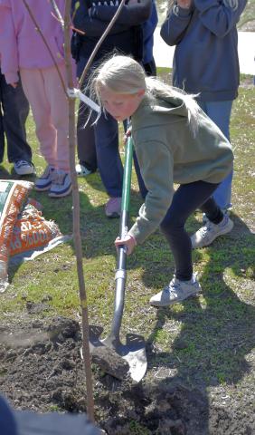 Fourth grader Hayden Letcher helps plant a tree as part of an Arbor Day presentation at Webster Area Elementary May 2. The fourth grade class learned about trees and their importance before planting one in the playground area. Reporter &amp; Farmer | Leyton Beardslee