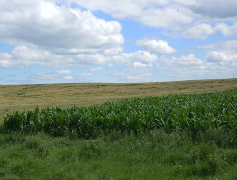 Rows of wheat and stalks of corn stretch across the landscape north of Webster. The rich patchwork of crops reflects the heart of the rural agriculture and promis of an abundant harvest. Reporter &amp; Farmer | Annie Witt