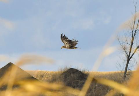 A juvenile bald eagle soars across the sky a half mile east of Webster along U.S. Hwy. 12 March 11. Reporter &amp; Farmer | Leyton Beardslee