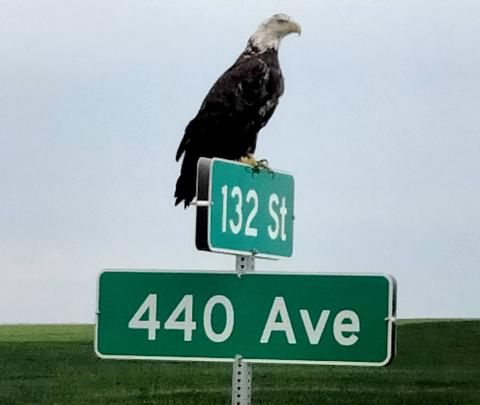 This photo of a bald eagle was taken by Michael Waletich July 22 about 6 p.m. west of Grenville.. Reporter & Farmer | Subscriber snapshot