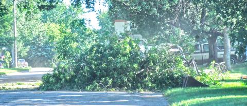 A tree was cut down on E. 4th St. in Webster and blocked half the road July 16. The clean up crew was quick and pushed the tree to the side to allow for people to pass. Reporter &amp; Farmer | Connor Handrahan