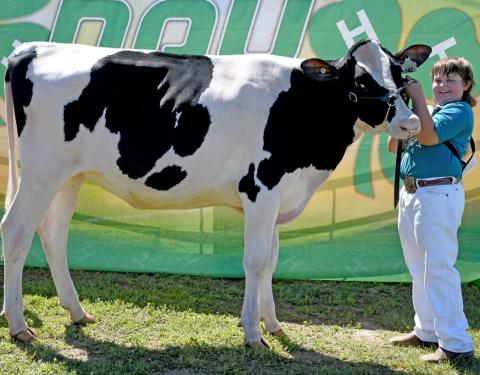 Henry Paulson helps his supreme dairy cow hold her head and pose for a picture Aug. 9 during the Day County Fair where he was crowned grand champion and reserve grand champion for dairy. Reporter &amp; Farmer | Amanda Dulitz