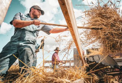 Caleb Gray from Casper, WY pitches wheat into a thresher in Andover at the James Valley Threshing Show Sept. 6 during a demonstration. The thresher, used to separate the grain from the heads of the wheat, was run off a belt from an antique steam powered tractor. See more on 13. Reporter &amp; Farmer | Leyton Beardslee