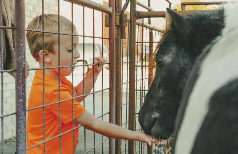 Braven Johnson, age four, feeds a pony at a petting zoo during Pumpkin Fest in Webster Oct. 4. Johnson is the son of Kristen German and Chris Johnson of Webster. Reporter &amp; Farmer | Leyton Beardslee