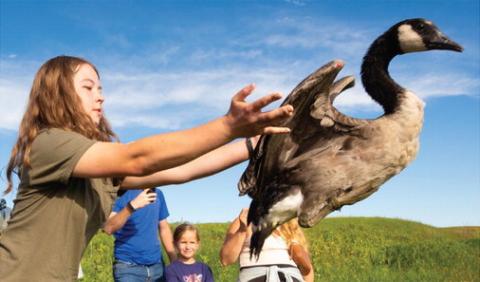 Madison Grimm, founder of Second Chance Flight nonprofit, releases a Canada goose Aug. 9 at Warner Lake in the Eck Grassland Habitat Restoration Project. Grimm’s nonprofit aims to save eggs from nests that have been disturbed by agricultural activity and release them once they can survive on their own. See more, page 18. Reporter &amp; Farmer | Leyton Beardslee