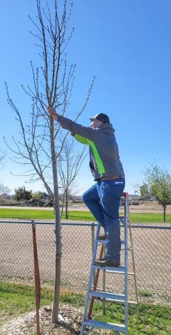 Josh Wagner trims a tree at the baseball field in Webster where a tree trimming clinic was held May 4. Wagner partnered with the city of Webster to plant new trees as part of the city’s urban forestry program. Reporter &amp; Farmer | Subscriber snapshot
