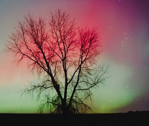A tree is outlined by the northern lights south of Roslyn along SD Hwy. 25 Nov. 11 during a showing of the aurora borealis. Reporter &amp; Farmer | Leyton Beardslee