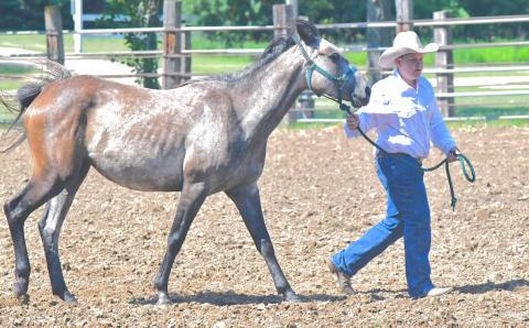 Day County hosted a horse show at Day County Fairgrounds June 30. Day, Clark, Codington and Marshall County kids participated in the afternoon event. Levi Hemmingson can be seen participating in the horse sportmanship event. Reporter &amp; Farmer | Connor Handrahan