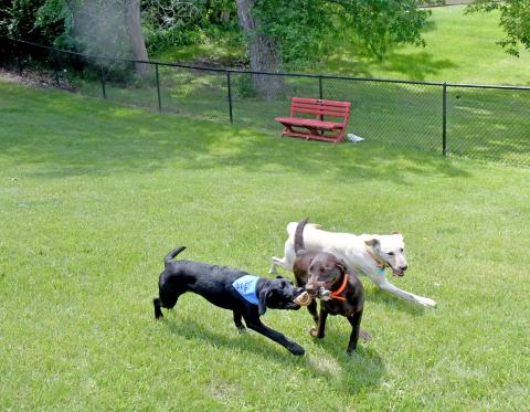 The official grand opening of the new Webster Dog Park took place June 27 with festival and vendor activites. Pictured here, doggos Gage, (owners Tyler and Leslie TenBensel) and Clutch (owner Mike Dallager), wrestle over a toy while Buck (also owned by the TenBensels), runs along side them. These puppers were among many canines to enjoy the new amenities that day. The new fenced in dog park is located at the Webster City Park, just off East 13th Ave. Reporter &amp; Farmer | Luke Caputo