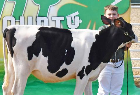 Henry Paulson stands behind his spring heifer calf as he was awarded the grand champion ribbon Aug. 10 during the Day County Fair. Paulson also received supreme dairy champion. Reporter &amp; Farmer | Brenner Cariveau