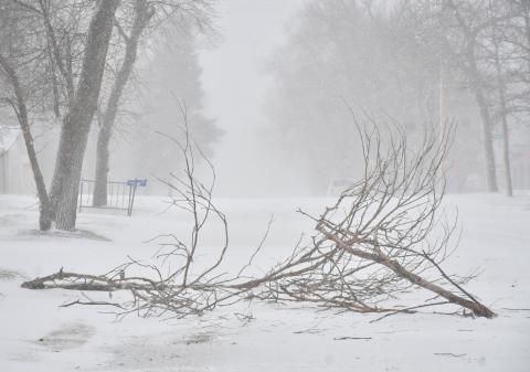 A good ol’ fashion South Dakota blizzard, complete with freezing rain, snow and high winds, downed tree branches in Webster on E. 3rd St. Feb. 18. Reporter &amp; Farmer | Leyton Beardslee