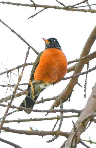 Robins have been spotted in the Day County area since at least early March. The robin pictured perches in a tree March 26 in Webster after temperatures dropped from a reported 65 or more degrees on March 25 to high 20s the following day. Reporter &amp; Farmer | Leyton Beardslee