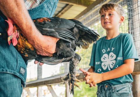 Harlan Holscher representing Dakota Kids 4-H watches his rooster being graded by Wayne Fischer of Arlington during the poultry show at Day County Fairgrounds Aug. 7. Holscher competed in the cloverbuds division and showed three birds. Reporter &amp; Farmer | Leyton Beardslee