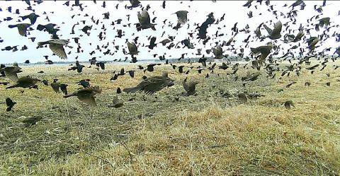 A dense flock of blackbirds and sparrows, among other species, bursts into flight over a rural Webster area farm March 26 as temperatures hovered near 33 degrees. Early spring migration brings large flocks of various species across Day County, where they feed on leftover grain in harvested fields – a seasonal sign of warmer days ahead. Reporter &amp; Farmer | Subscriber snapshot