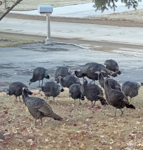 A group of turkeys, called a rafter, has been spotted in the neighborhood around West 7th St. in Webster ahead of the recent snow. Here, a baker’s dozen of mostly hen birds gather in Bob and Darlene Dosch’s yard Nov. 19. The birds seemed unconcerned about the upcoming holiday gathering which normally features their kind as a meal centerpiece. Reporter &amp; Farmer | Subscriber snapshot