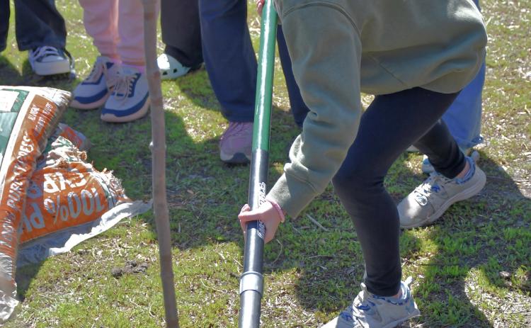 Fourth grader Hayden Letcher helps plant a tree as part of an Arbor Day presentation at Webster Area Elementary May 2. The fourth grade class learned about trees and their importance before planting one in the playground area. Reporter &amp; Farmer | Leyton Beardslee