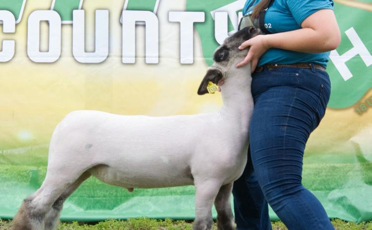 Adaline Larson won overall champion market lamb at the Day County Fair Aug. 8. Reporter &amp; Farmer | Leyton Beardslee