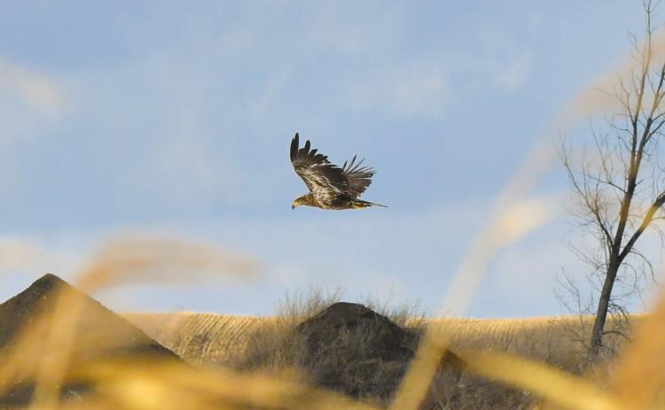 A juvenile bald eagle soars across the sky a half mile east of Webster along U.S. Hwy. 12 March 11. Reporter &amp; Farmer | Leyton Beardslee