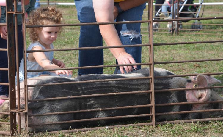 The second annual Harvest Bash took place Sept. 12 in Webster where attending community members took in a full day of activities. Here, three-year-old Elaina McNeely from Watertown, takes in the petting zoo by rubbing a pig’s belly. See more photos on page 9. Reporter &amp; Farmer | Connor Handrahan