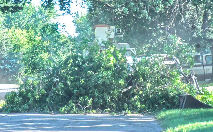 A tree was cut down on E. 4th St. in Webster and blocked half the road July 16. The clean up crew was quick and pushed the tree to the side to allow for people to pass. Reporter &amp; Farmer | Connor Handrahan