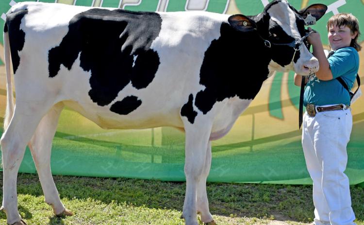 Henry Paulson helps his supreme dairy cow hold her head and pose for a picture Aug. 9 during the Day County Fair where he was crowned grand champion and reserve grand champion for dairy. Reporter &amp; Farmer | Amanda Dulitz