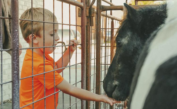 Braven Johnson, age four, feeds a pony at a petting zoo during Pumpkin Fest in Webster Oct. 4. Johnson is the son of Kristen German and Chris Johnson of Webster. Reporter &amp; Farmer | Leyton Beardslee