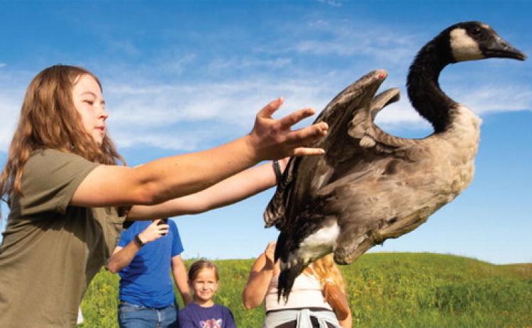 Madison Grimm, founder of Second Chance Flight nonprofit, releases a Canada goose Aug. 9 at Warner Lake in the Eck Grassland Habitat Restoration Project. Grimm’s nonprofit aims to save eggs from nests that have been disturbed by agricultural activity and release them once they can survive on their own. See more, page 18. Reporter &amp; Farmer | Leyton Beardslee