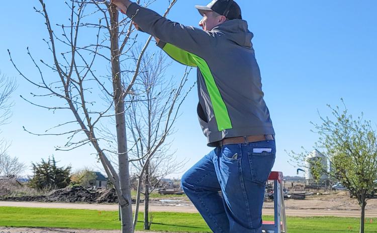 Josh Wagner trims a tree at the baseball field in Webster where a tree trimming clinic was held May 4. Wagner partnered with the city of Webster to plant new trees as part of the city’s urban forestry program. Reporter &amp; Farmer | Subscriber snapshot