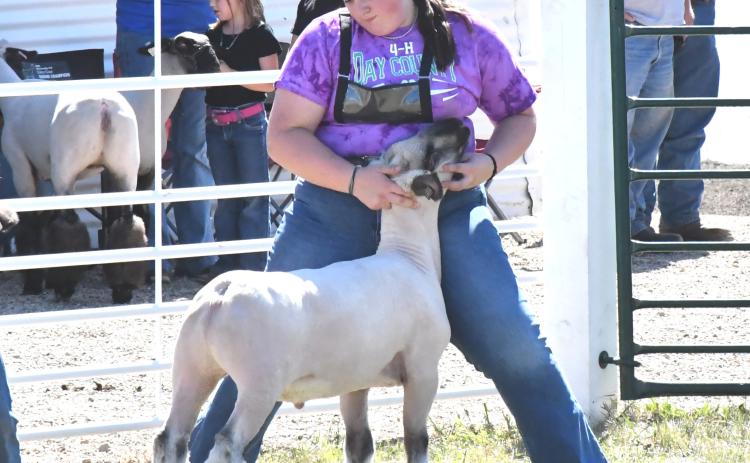 Adaline Larson keeps her lamb under control at the Day County Fair Sheep Show Aug. 7. Larson was selected as a 4-H State Ambassador for 2026–27. Reporter &amp; Farmer | Connor Handrahan
