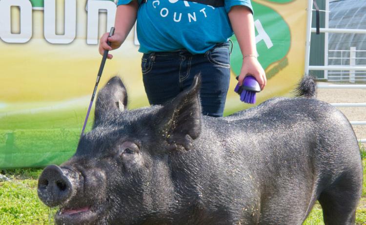 Holly Zubke won overall grand champion breeding swine at the Day County Fair Aug. 7. Reporter &amp; Farmer | Leyton Beardslee