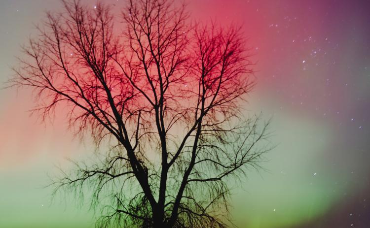 A tree is outlined by the northern lights south of Roslyn along SD Hwy. 25 Nov. 11 during a showing of the aurora borealis. Reporter &amp; Farmer | Leyton Beardslee