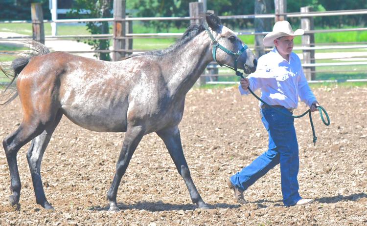 Day County hosted a horse show at Day County Fairgrounds June 30. Day, Clark, Codington and Marshall County kids participated in the afternoon event. Levi Hemmingson can be seen participating in the horse sportmanship event. Reporter &amp; Farmer | Connor Handrahan
