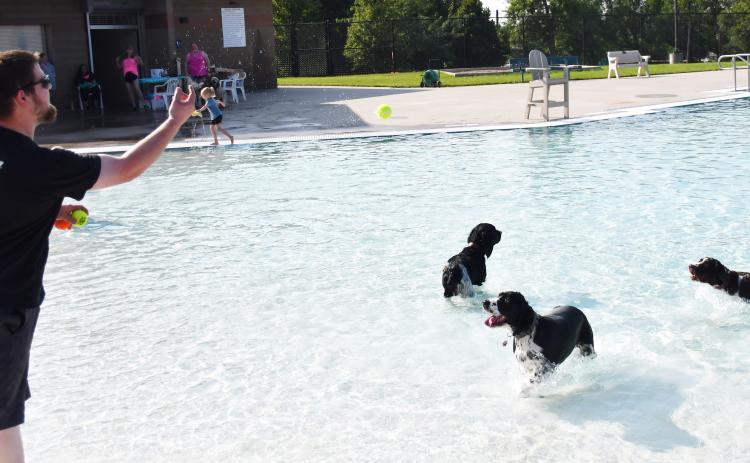 Webster resident Brandon Eisenbraun throws a tennis ball for his three dogs Mia, Chloe and Chester Aug. 17 for the Soggy Dog Days at the Webster Aqautic Center. Celebrating the end of the pool season, dogs were able to swim in the pool which was a free will donation event with all proceeds going to the Webster Paws Walk Dog Park. Reporter &amp; Farmer | Brenner Cariveau
