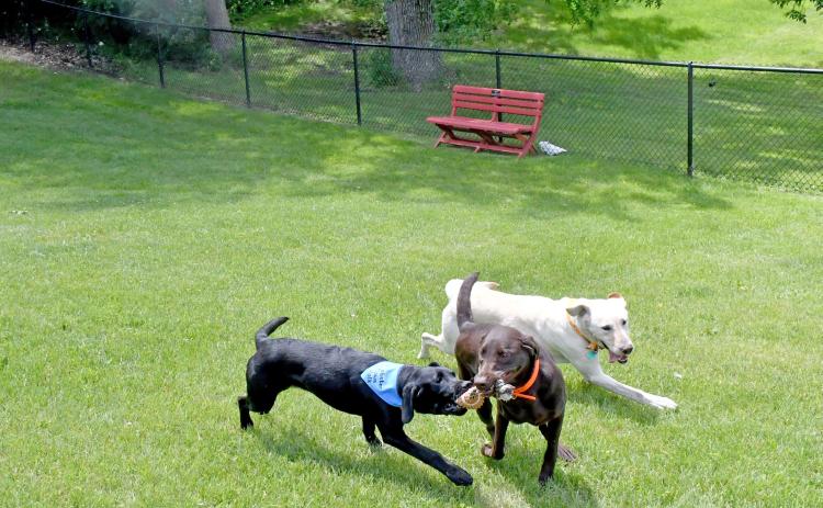 The official grand opening of the new Webster Dog Park took place June 27 with festival and vendor activites. Pictured here, doggos Gage, (owners Tyler and Leslie TenBensel) and Clutch (owner Mike Dallager), wrestle over a toy while Buck (also owned by the TenBensels), runs along side them. These puppers were among many canines to enjoy the new amenities that day. The new fenced in dog park is located at the Webster City Park, just off East 13th Ave. Reporter &amp; Farmer | Luke Caputo