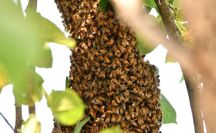 Honey bees swarm around their queen in a tree outside Webster City Hall July 9. Area beekeeper Clark Audiss estimated the swarm had 50,000 bees as he attempted to attract them into a brood box with a sugar water mixture to relocate and use them to make honey. Reporter &amp; Farmer | Leyton Beardslee