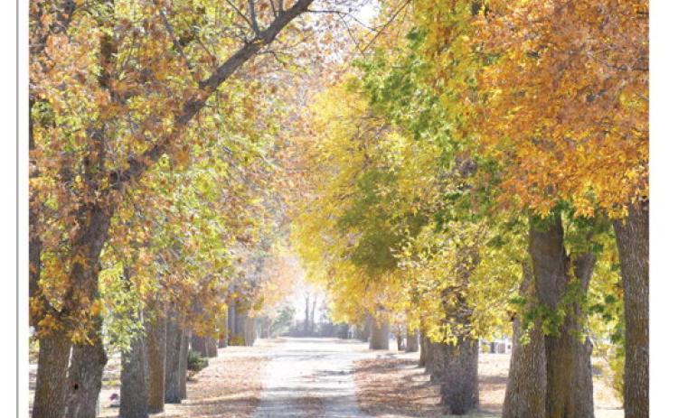 Leaves have begun to change color and fall off the trees at the Webster Cemetery Oct. 17. The leaves throughout Day County are now a wide range of colors spanning from red, yellow, orange and of course brown as the weather slowly creeps into the winter season.