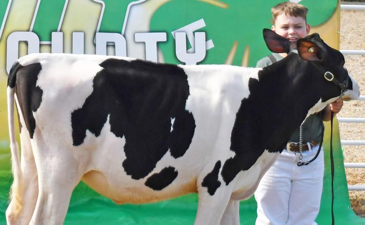 Henry Paulson stands behind his spring heifer calf as he was awarded the grand champion ribbon Aug. 10 during the Day County Fair. Paulson also received supreme dairy champion. Reporter &amp; Farmer | Brenner Cariveau
