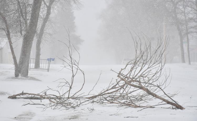 A good ol’ fashion South Dakota blizzard, complete with freezing rain, snow and high winds, downed tree branches in Webster on E. 3rd St. Feb. 18. Reporter &amp; Farmer | Leyton Beardslee