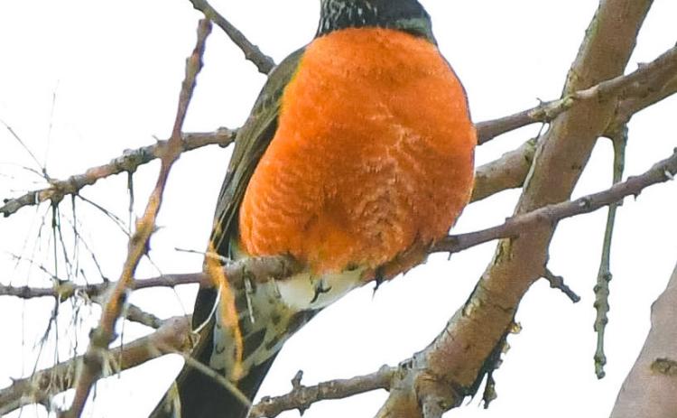 Robins have been spotted in the Day County area since at least early March. The robin pictured perches in a tree March 26 in Webster after temperatures dropped from a reported 65 or more degrees on March 25 to high 20s the following day. Reporter &amp; Farmer | Leyton Beardslee