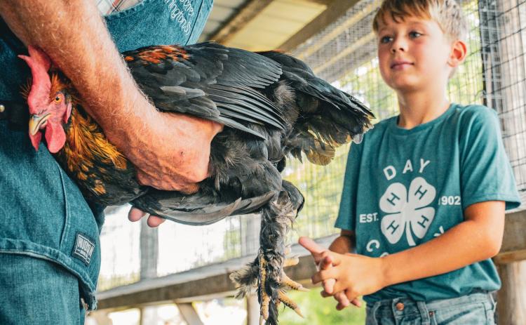Harlan Holscher representing Dakota Kids 4-H watches his rooster being graded by Wayne Fischer of Arlington during the poultry show at Day County Fairgrounds Aug. 7. Holscher competed in the cloverbuds division and showed three birds. Reporter &amp; Farmer | Leyton Beardslee