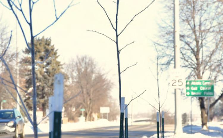 Tree saplings planted through Webster Boulevard Tree Planting Program last May stand along Main St. in Webster Jan. 29. This year with a $4,300 grant from South Dakota Department of Agriculture and Natural Resources, Day County Conservation District Manager Josh Wagner said he hopes to plant 40-45 trees to help diversify the city’s tree population to be resistant to disease and invasive species. Reporter &amp; Farmer | Leyton Beardslee