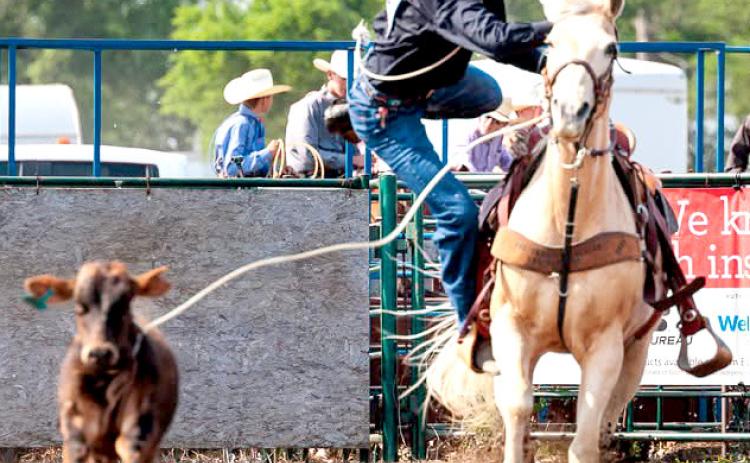 Webster Area student Gage Wik is pictured competing in regional high school calf roping. He placed fifth-team roping, sixth tie down in Huron and sixth team roping in Watertown. He and Bryn Sippel competed in two weekends of East River regional high school rodeos June 7-8 in Huron and June 14-15 in Watertown and were eligible to compete in the 76th South Dakota State High School Rodeo Finals in Ft. Pierre June 17-21. Reporter &amp; Farmer | Subscriber snapshot