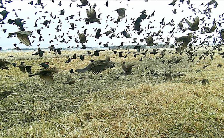 A dense flock of blackbirds and sparrows, among other species, bursts into flight over a rural Webster area farm March 26 as temperatures hovered near 33 degrees. Early spring migration brings large flocks of various species across Day County, where they feed on leftover grain in harvested fields – a seasonal sign of warmer days ahead. Reporter &amp; Farmer | Subscriber snapshot