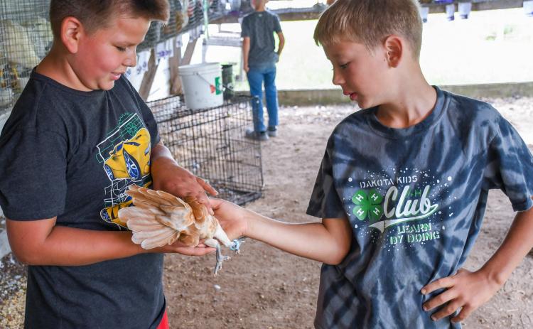 Poultry were among the livestock displayed by 4-Hers at the Day County Fair last weekend. Here, Dakota Kids 4-H Club member Harlan Holscher, eight (right) hands over his chicken hen Lucy to Braxton Renville, eight (left) to hold Aug. 9 the last day of the fair. Reporter &amp; Farmer | Amanda Dulitz