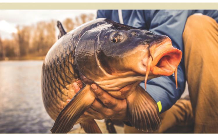A mass carp die off on Pickerel Lake in July prompted a Game, Fish &amp; Parks investigation to the suspected cause. Carp herpies is the likely culprit, which is specific to Carp fish and is not the same as transferable herpies in humans. Reporter &amp; Farmer \\ file photo