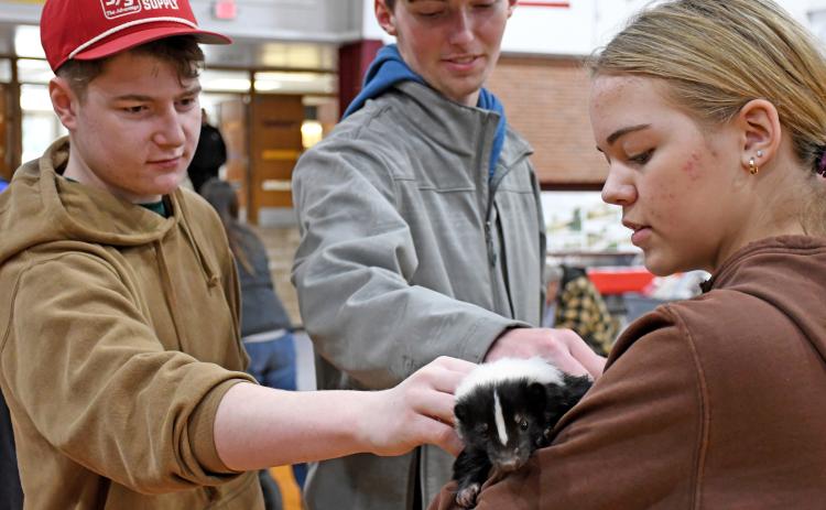 Caleb Gaikowski and Gage Wik pet Phoebie the skunk, held by handler Alaina Larson, from the Bramble Park Zoo. The zoo had an assortment of animals at the Day County Farm &amp; Home Show in Webster Jan. 25 for members of the public to view and pet. Reporter &amp; Farmer | Amanda Dulitz